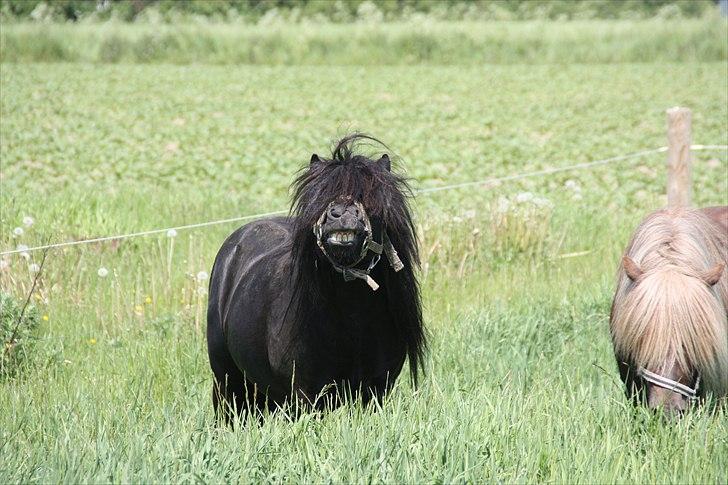 Shetlænder Søndergårds Mac - Flotte tænder ;) billede 3