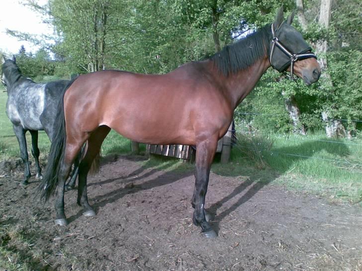 Dansk Varmblod Loboss Courage *SOLGT* billede 8