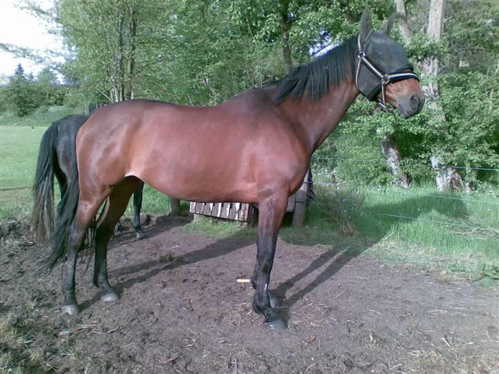 Dansk Varmblod Loboss Courage *SOLGT* billede 9