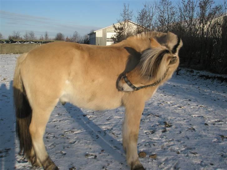 Fjordhest Fjordens Nikki - Det klør lige... : D Vinter bamse billede 18