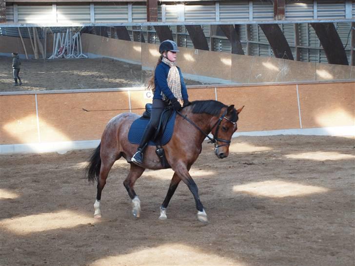 Tysk Sportspony Nic Nac However (Findus) *solgt* - Sara og Dusen træning marts 2010 billede 4