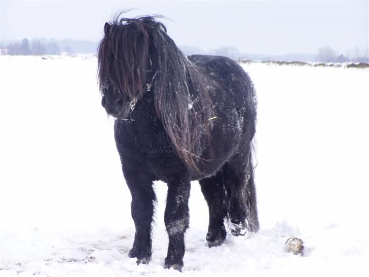 Shetlænder Søndergårds Mac - Mac i vinter sneen 2009 :D billede 4