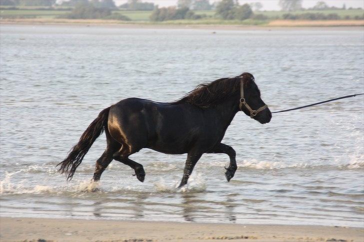Shetlænder Søndergårds Mac - Super bagben ! ;)  billede 5