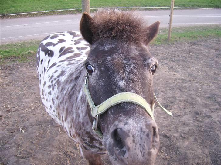 Appaloosa Topper - Min lille Topper dreng billede 1