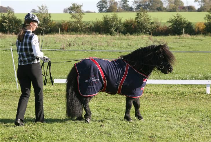 Shetlænder Søndergårds Mac - Matrialeprøvevinder m 10/10 bedste hingst på Sjælland.  billede 6
