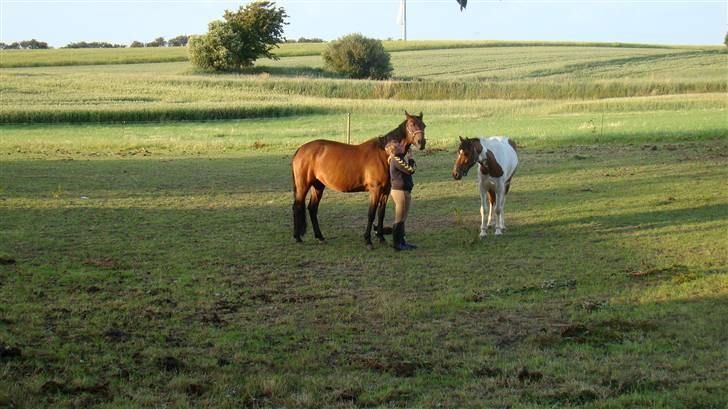 Traver AnneRikke Neergård SOLGT billede 12