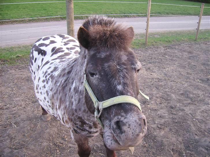 Appaloosa Topper - nøj hvor er jeg bare træt billede 3