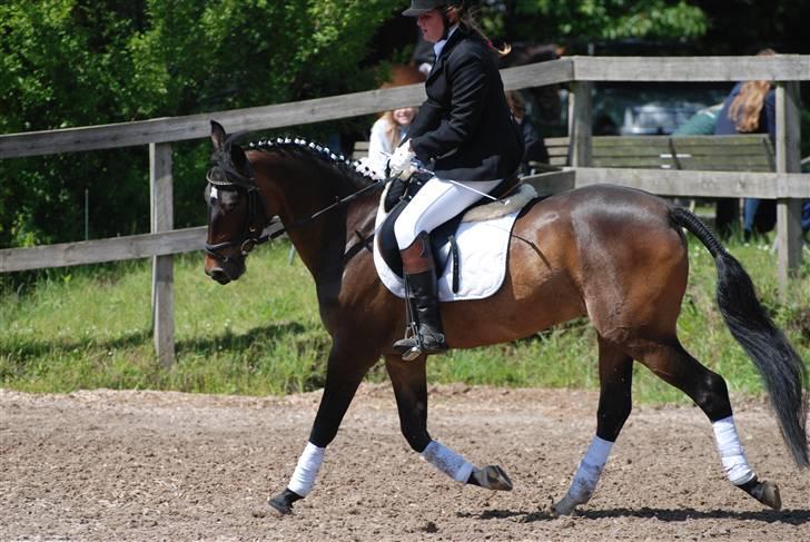 Tysk Sportspony Tequila  - Dressur stævne 09 billede 13
