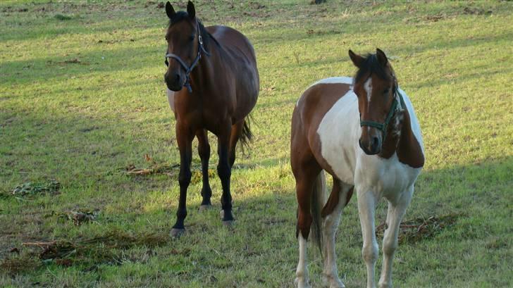 Pinto Domino SOLGT billede 18