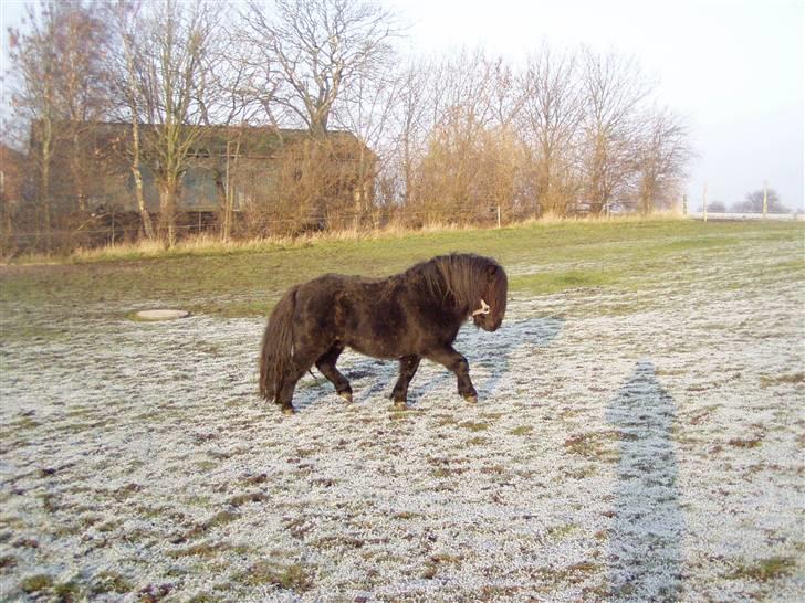 Shetlænder Søndergårds Mac - Fin skal man være ! billede 7