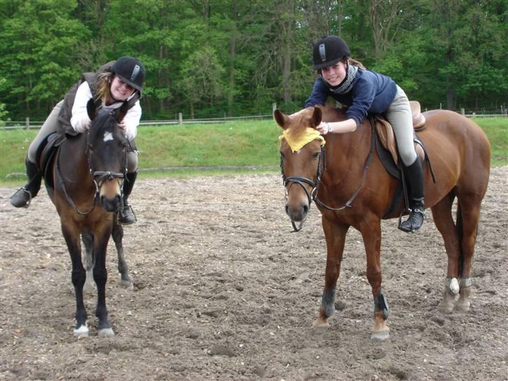 Tysk Sportspony Tequila  - Hygge Hygge ;) billede 14