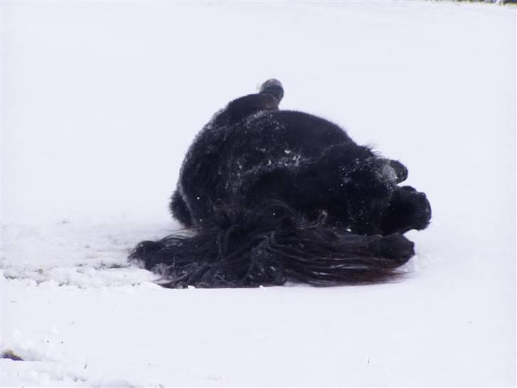 Shetlænder Søndergårds Mac billede 8