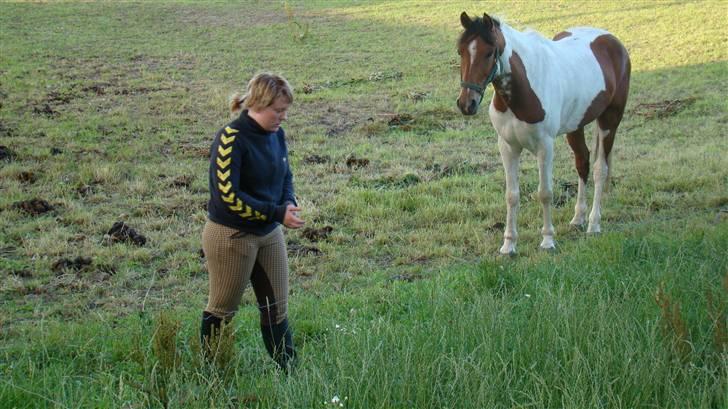 Pinto Domino SOLGT billede 19