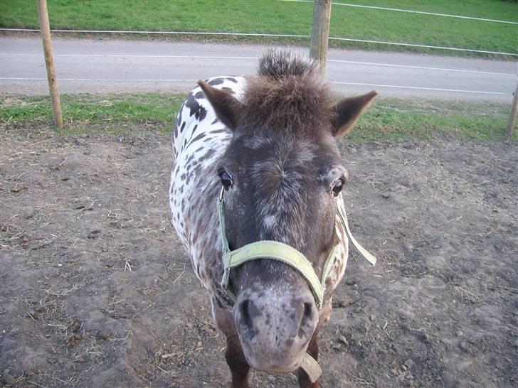 Appaloosa Topper - kigger du på mig ? billede 4