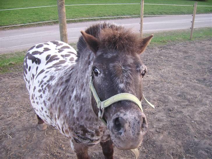 Appaloosa Topper - spændene billede 5