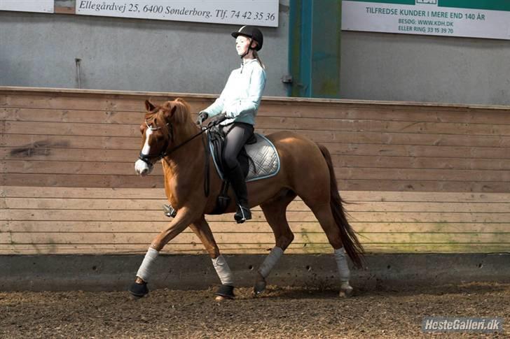 Tysk Sportspony Nathan R.I.P.  - Jeg elsker smukke Nalle :D billede 20