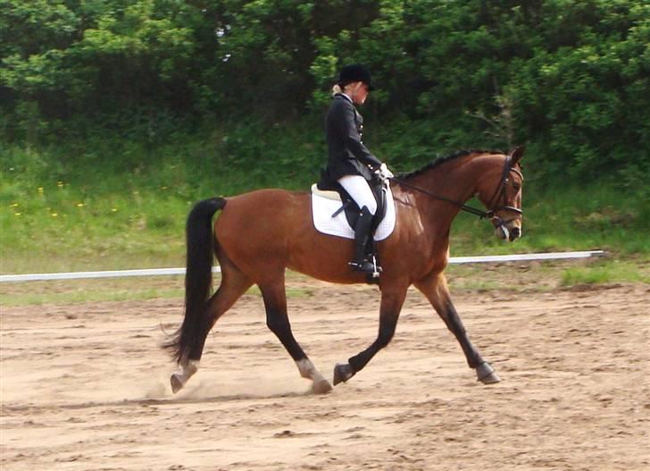 Dansk Varmblod May Daphine *MOR HANNE'S* billede 12