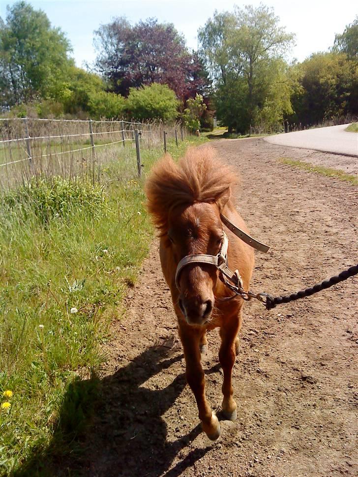 Anden særlig race Cirkeline - Velkommen Til Cirkelines Profil. (Billed af Louise) billede 1