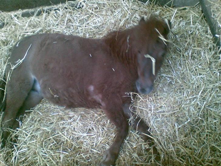 Anden særlig race Cirkeline - Cirkeline ved at vågne. (Billed af Sussie/Mig) billede 2