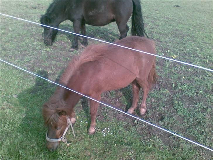 Anden særlig race Cirkeline - Mums lækkert græs på folden. (Billed af Sussie/Mig) billede 3