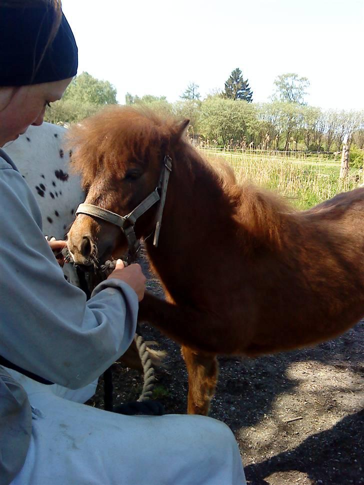 Anden særlig race Cirkeline - Jeg kan også løfte benet. (Billed af Louise) billede 4