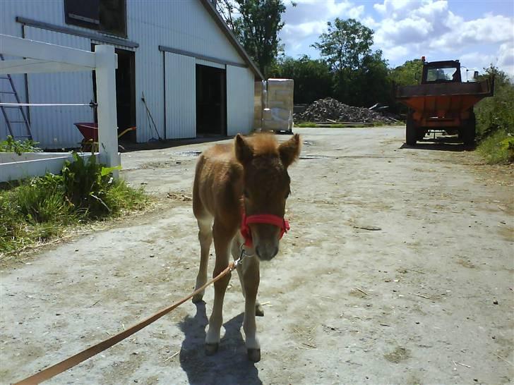 Anden særlig race Cirkeline - Cirkeline på en af hendes første gå ture. (Billed af Nathalie) billede 5