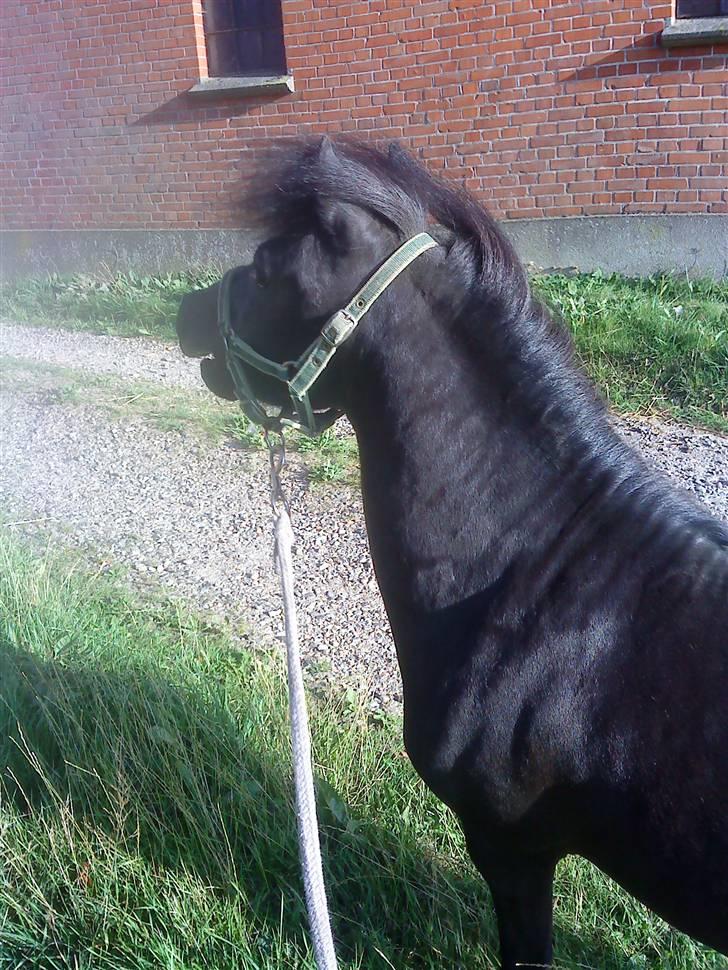 Anden særlig race : Lillebror | ~ Min Lille Laban ~ - Juli 09 billede 2