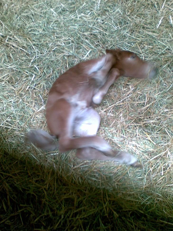 Anden særlig race Cirkeline - Cirkeline på første dagen. (Billed af Sussie/Mig) billede 6