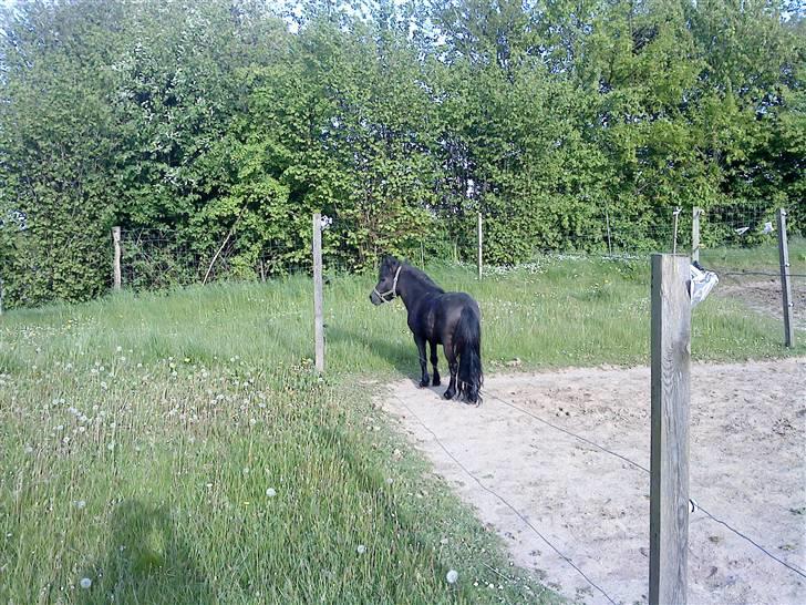 Anden særlig race : Lillebror | ~ Min Lille Laban ~ - Maj 09 billede 3