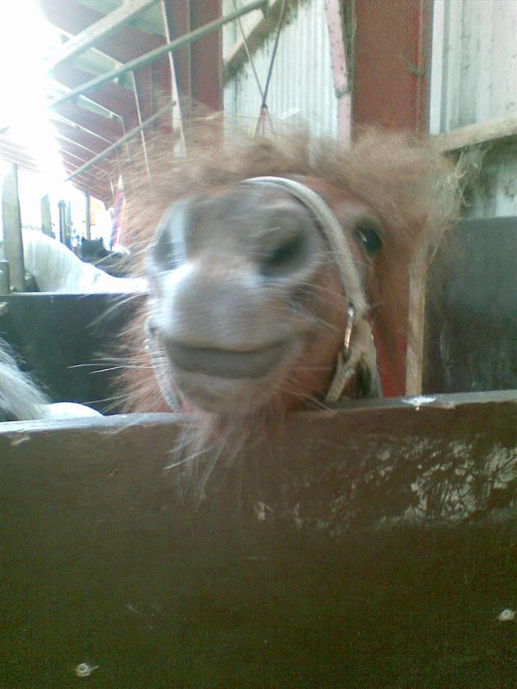 Anden særlig race Cirkeline - Cirkeline You are Amazing. (Billed af Sussie/Mig) billede 7