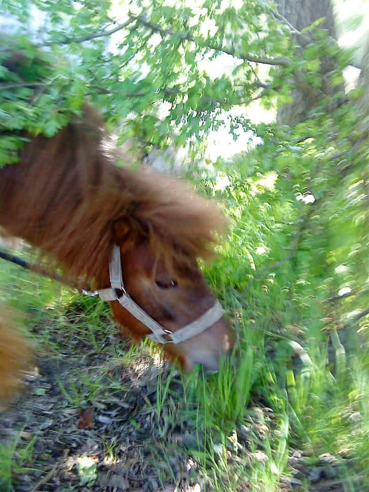 Anden særlig race Cirkeline - Jeg vil have den bedste tot græs!? (Billed Louise) billede 8