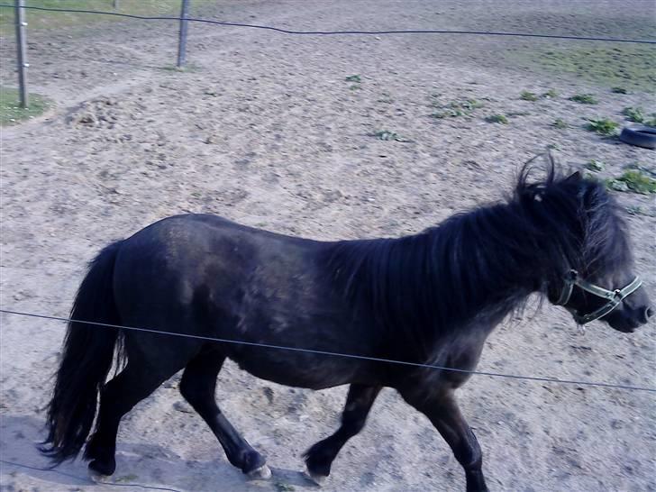 Anden særlig race : Lillebror | ~ Min Lille Laban ~ - Maj 09 billede 4