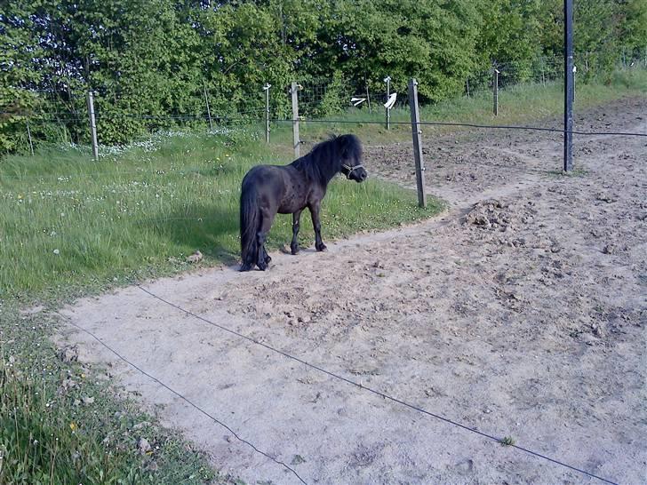 Anden særlig race : Lillebror | ~ Min Lille Laban ~ - Maj 09 billede 5