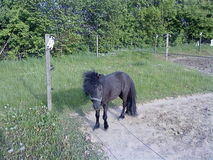Anden særlig race : Lillebror | ~ Min Lille Laban ~ - Maj 09 billede 6