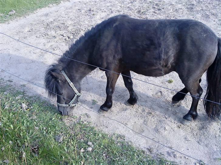 Anden særlig race : Lillebror | ~ Min Lille Laban ~ - Maj 09 billede 7