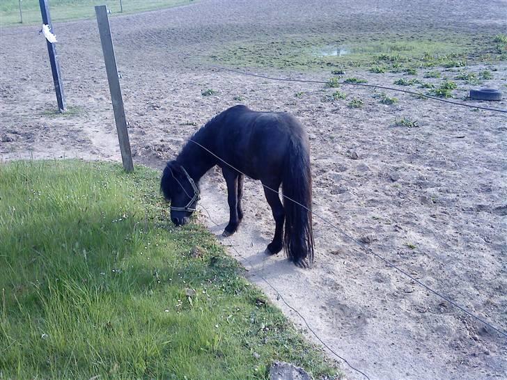 Anden særlig race : Lillebror | ~ Min Lille Laban ~ - Maj 09 billede 8