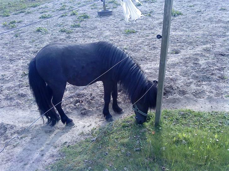 Anden særlig race : Lillebror | ~ Min Lille Laban ~ - Maj 09 billede 9