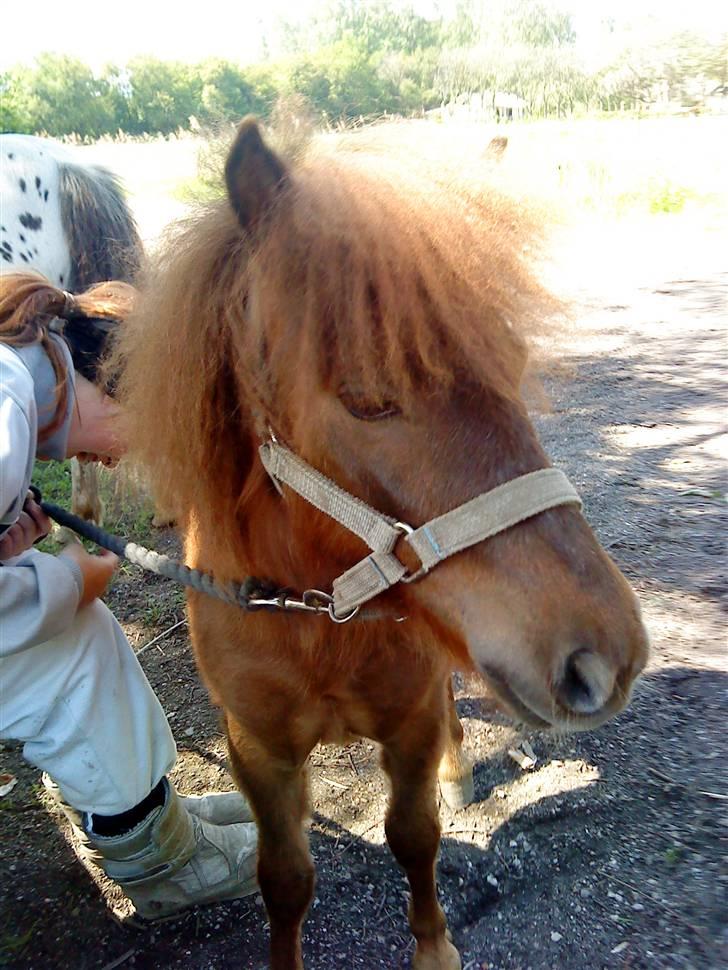 Anden særlig race Cirkeline - Se hvor fin jeg er!? (Billed af Louise) billede 10