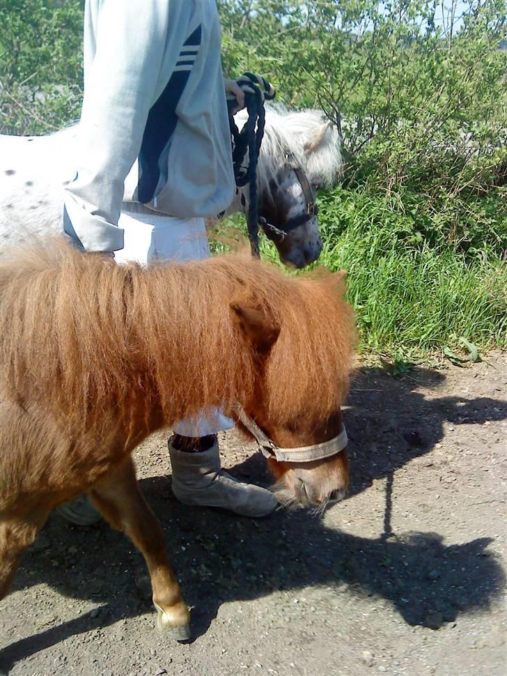 Anden særlig race Cirkeline - Ude og gå tur med mor sars (Billed af Louise) billede 11