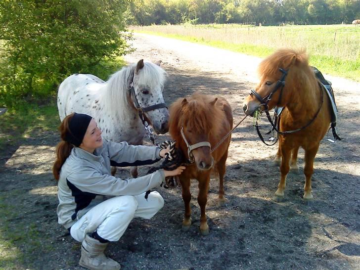 Anden særlig race Cirkeline - Familie potræt. Mor-Cirkeline-Far, glem mig!? (Billed af Louise) billede 12