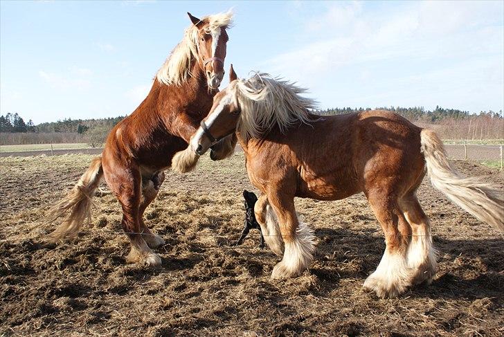 Jyde Lucas - emil og lukas skulle lige lege da emil kom over på deres fold igen :) lukas der stejler billede 2