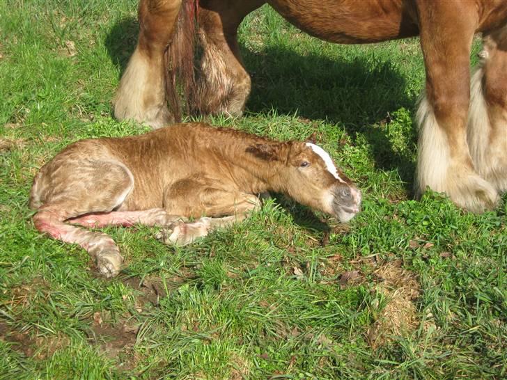 Jyde Lucas - her er han lige blevet født og begynder at sutte med det samme : foto miig billede 19