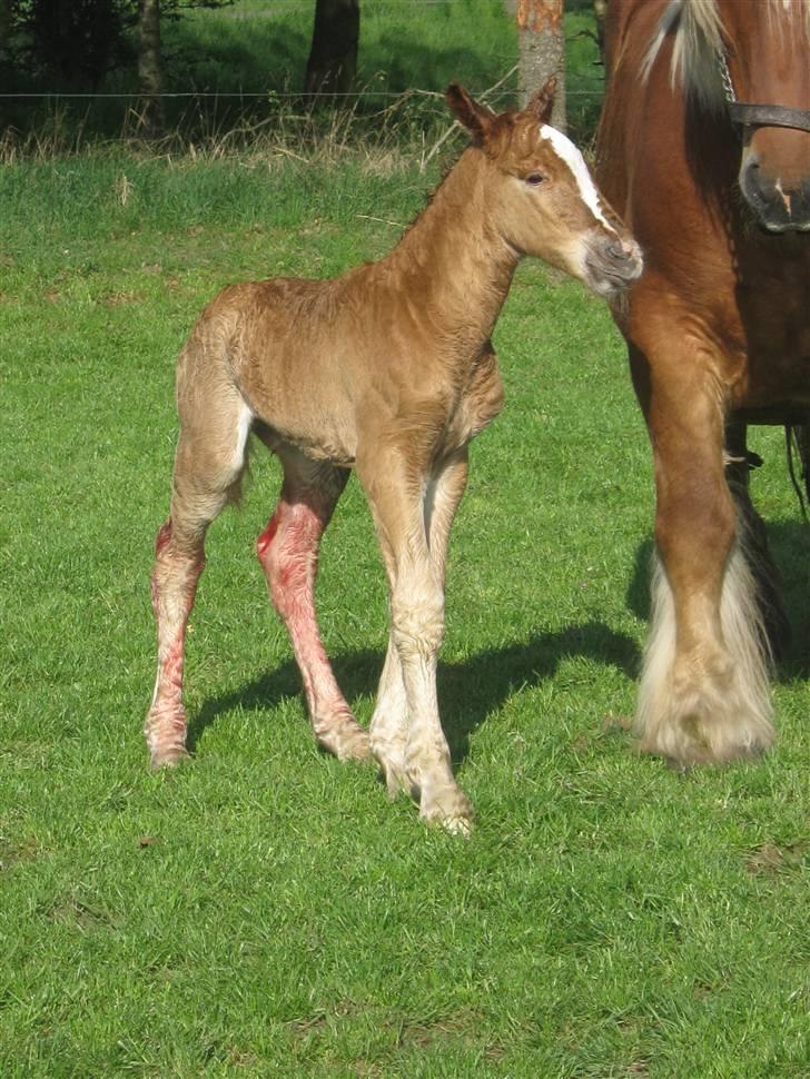 Jyde Lucas - så er der gået ca. 20 min og ser allerede sikker ud på benene ( men er ikke sikker, var heldig bare heldig) : foto miig billede 20