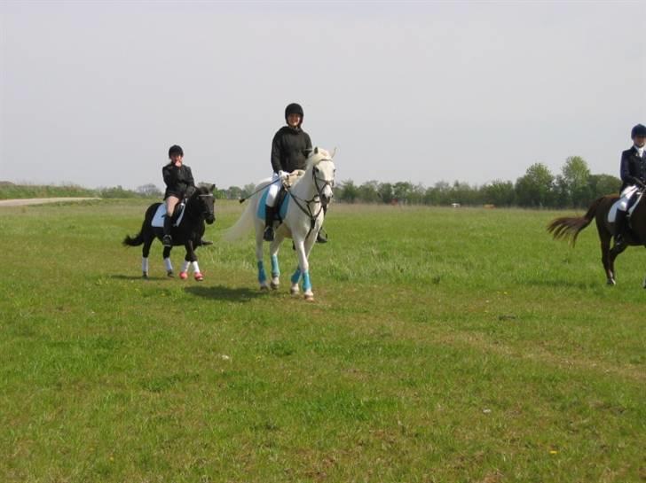 Irsk Sportspony Pan  - Pan og Mickey billede 8