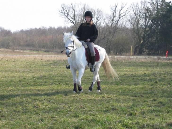 Irsk Sportspony Pan  billede 12