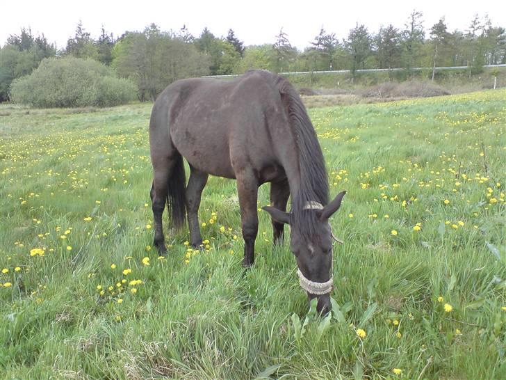 Oldenborg my fair lady (død  ) :,-( - my farie lady forår 2009 billede 9
