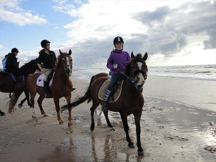 Anden særlig race Valentin - vi er ved stranden! billede 19