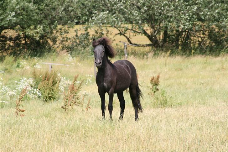 Islænder Tarzan Jr. Fra Diisa - Klager ikke over at have en 1 års der ser sådan her ud :O han bliver smukkere og smukkere og mere hingstet at kigge på Foto: Thea Jørgensen <3 billede 2