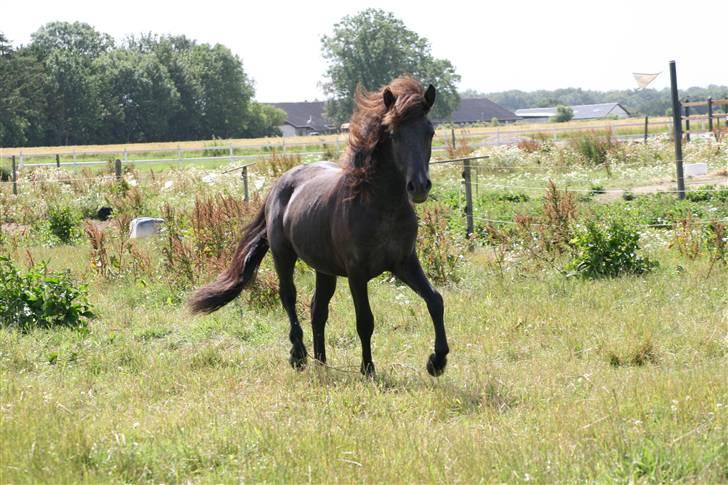 Islænder Tarzan Jr. Fra Diisa - Tarzan i trav <3 billede 7