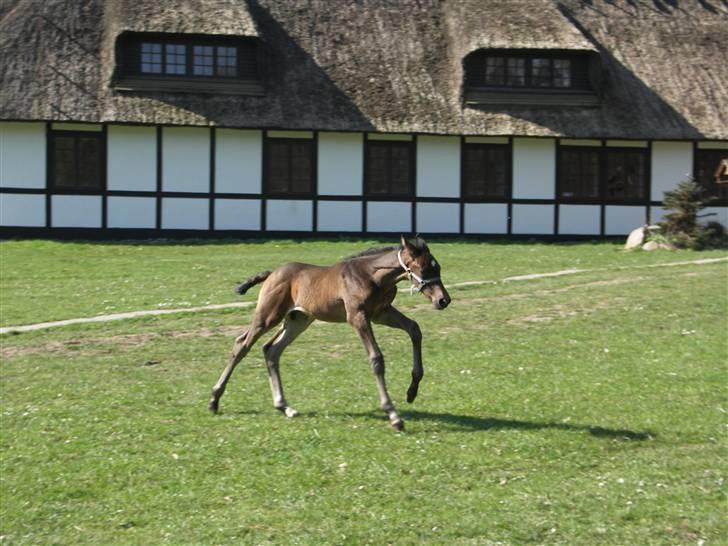 Dansk Varmblod Admirable cheval billede 9